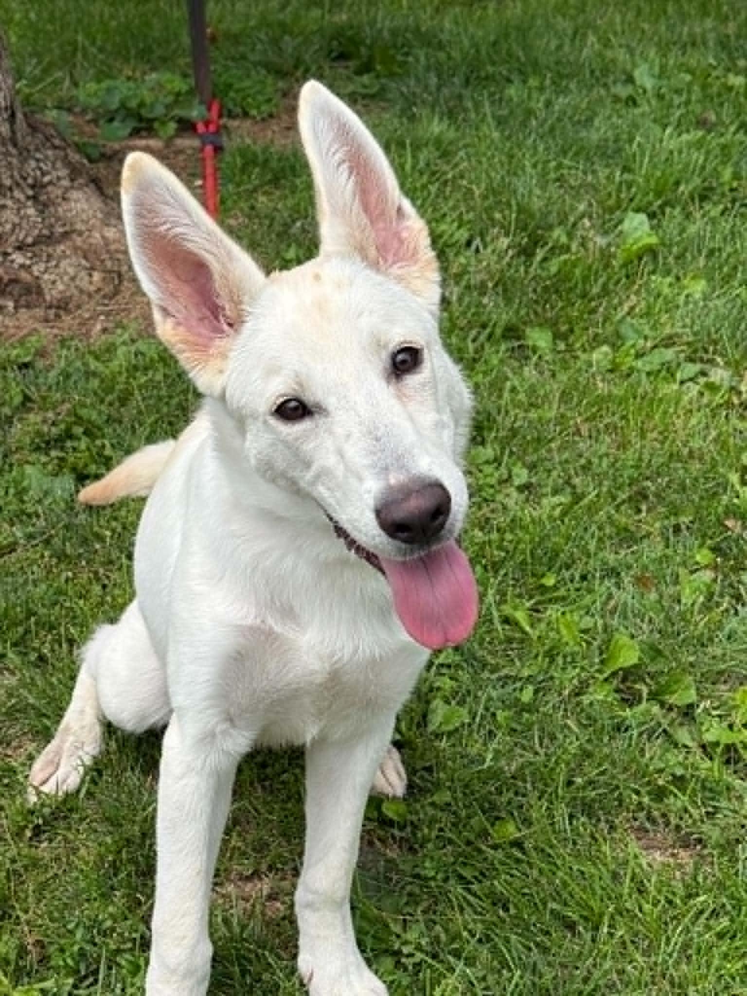Sugar, an adopted mixed breed in Springfield, IL image 3/5