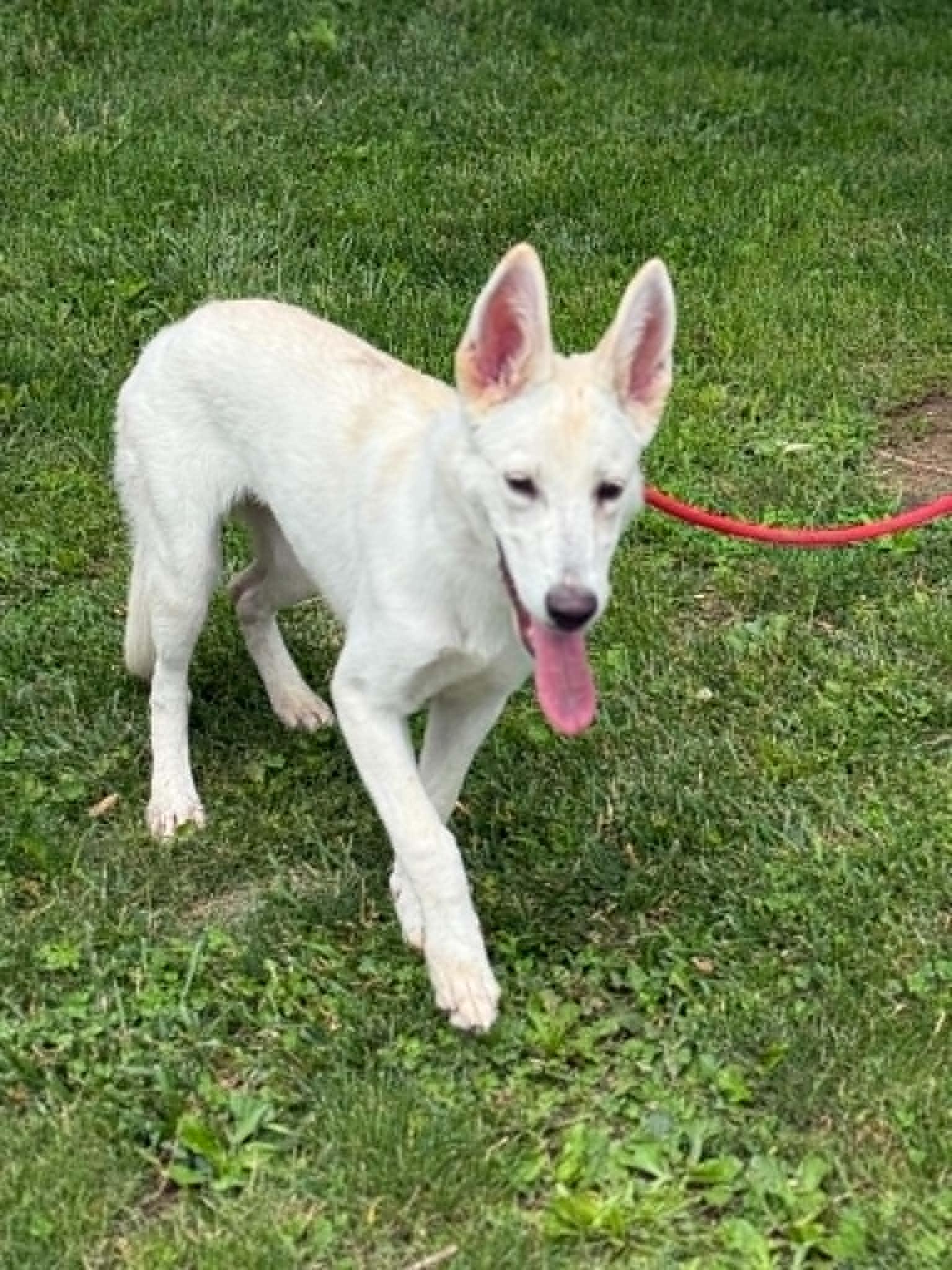 Sugar, an adopted mixed breed in Springfield, IL image 2/5