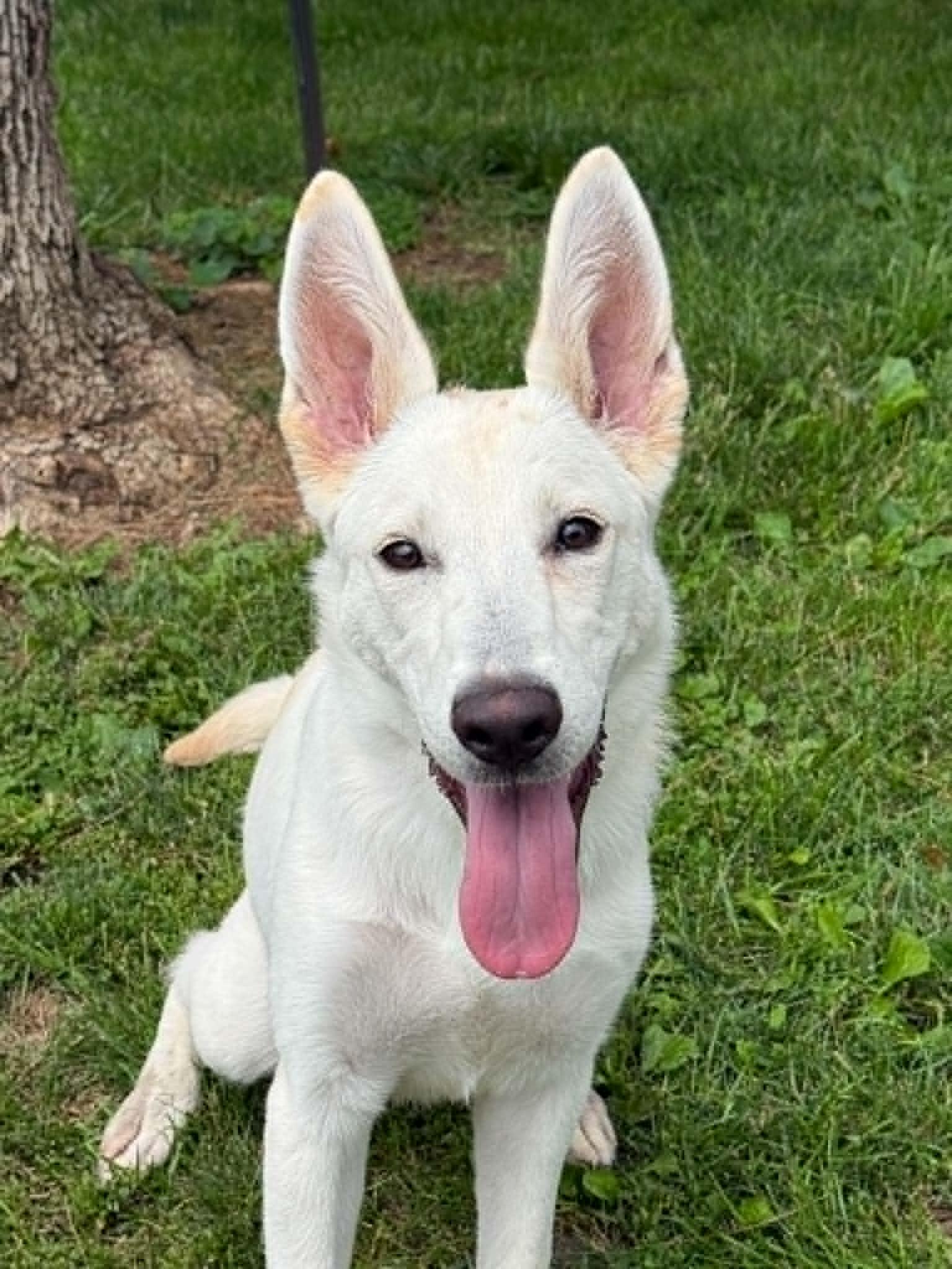 Sugar, an adopted mixed breed in Springfield, IL image 4/5