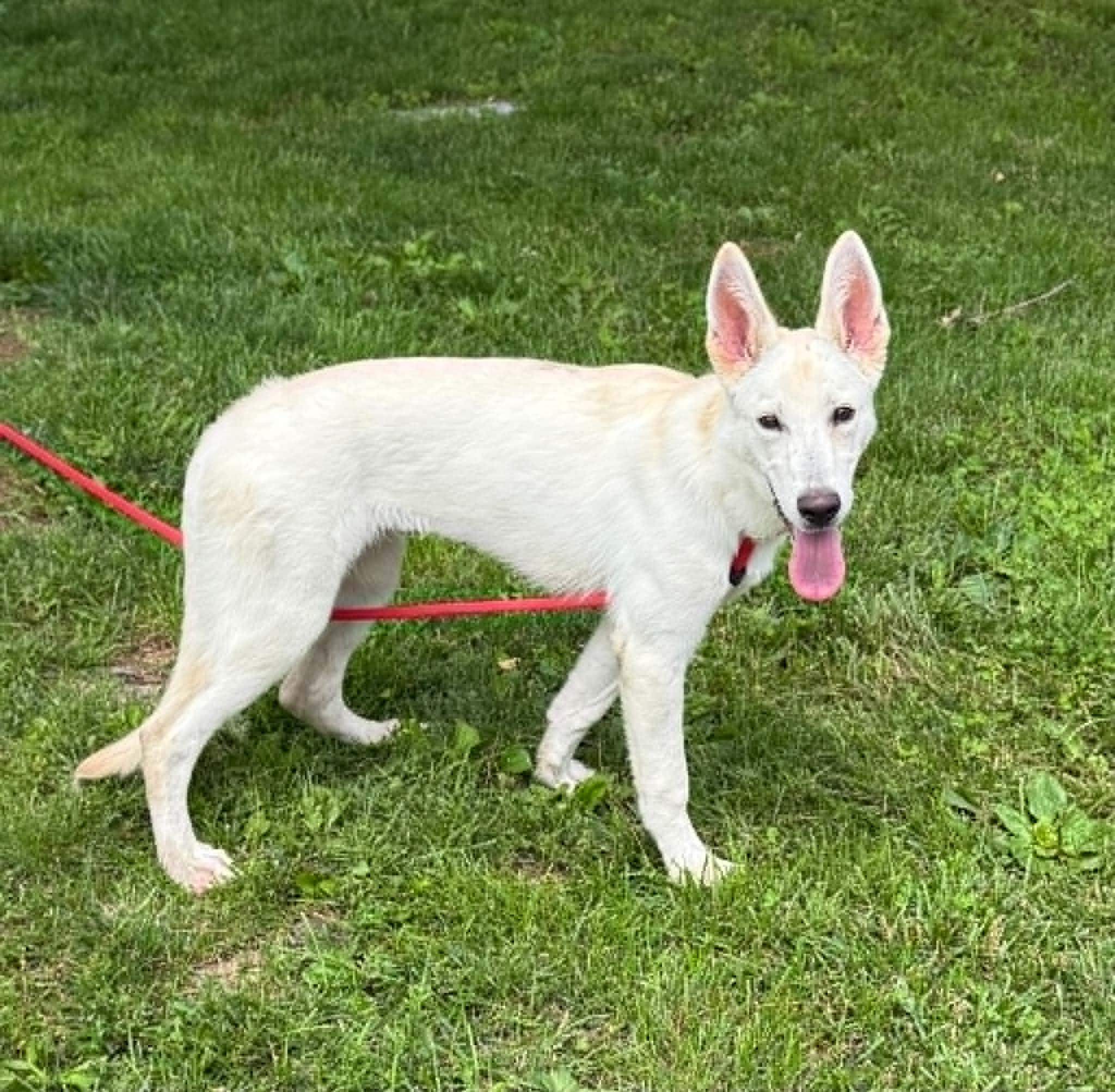 Sugar, an adopted mixed breed in Springfield, IL image 5/5