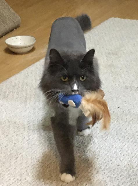 Snow, Adoptable, Adult Male Maine Coon.