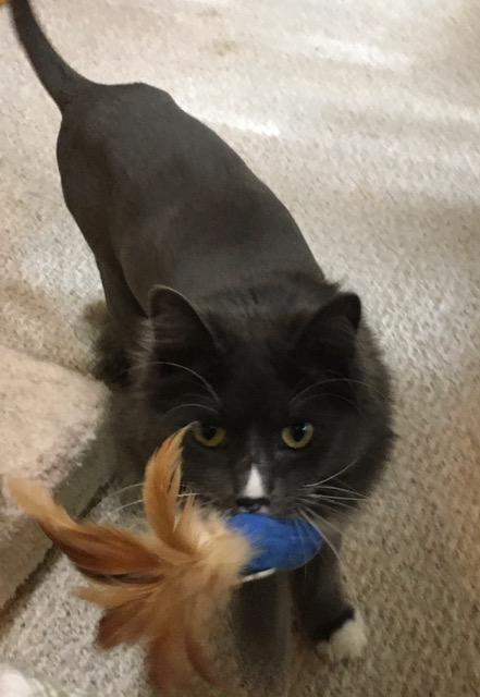 Snow, an adoptable Maine Coon in Anchorage, AK, 99516 | Photo Image 4