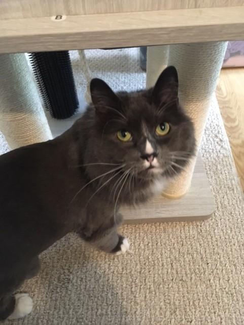 Snow, a Adoptable mixed breed image 3/4