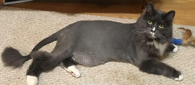 Snow, a Adoptable mixed breed image 4/4