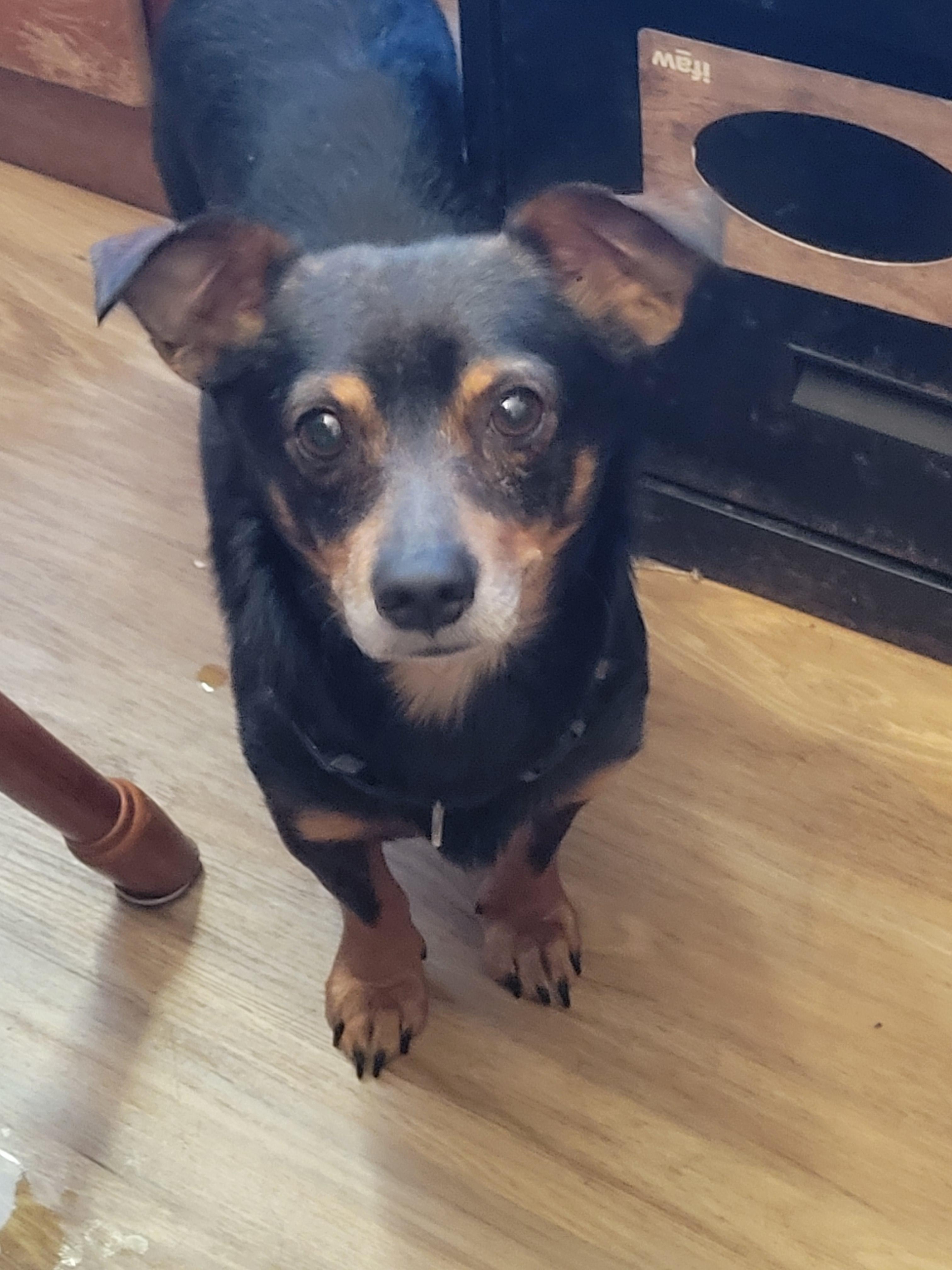 Kobi, a ADOPTABLE mixed breed in Rocky Mount, NC image 2/2