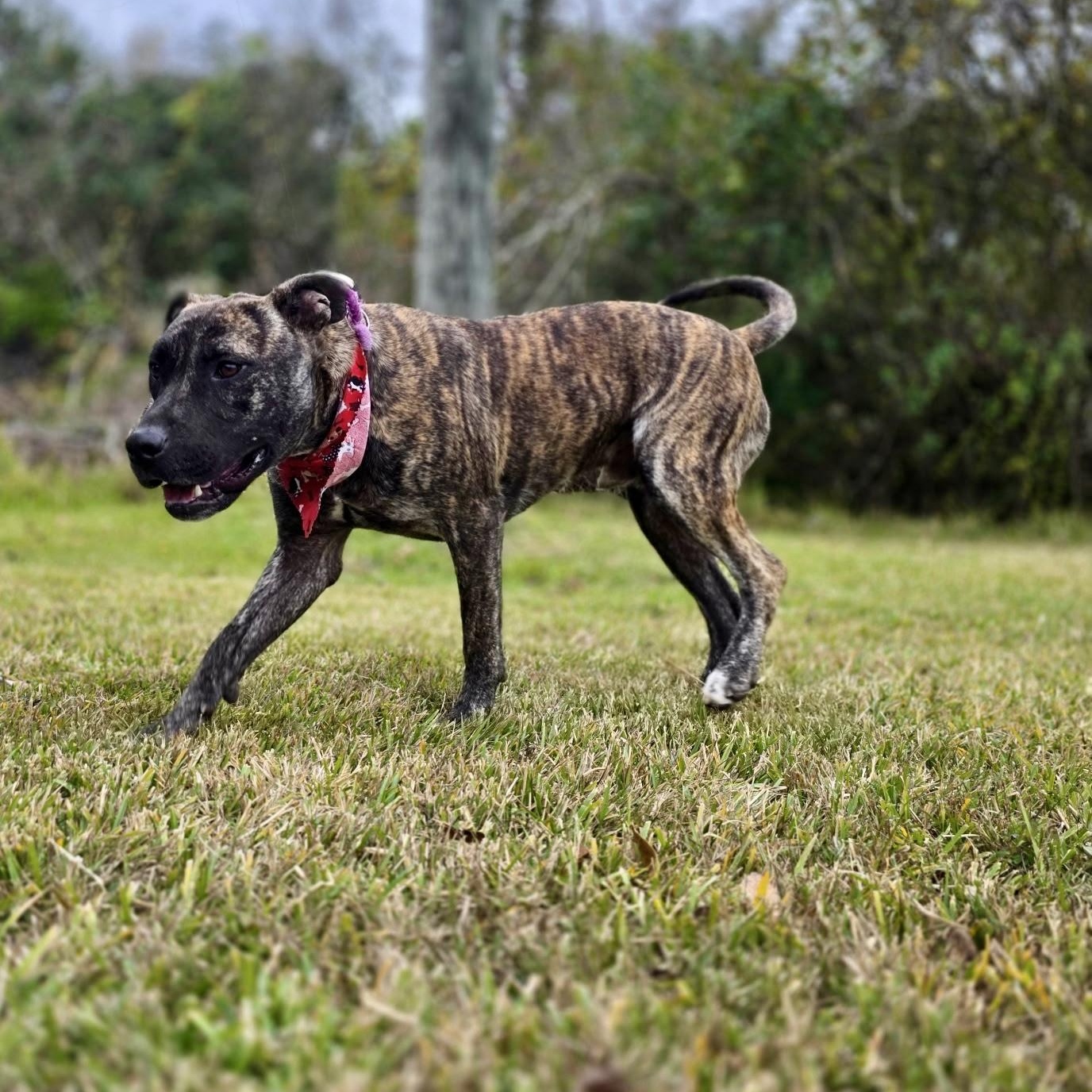 Kendrick — thumbnail 4