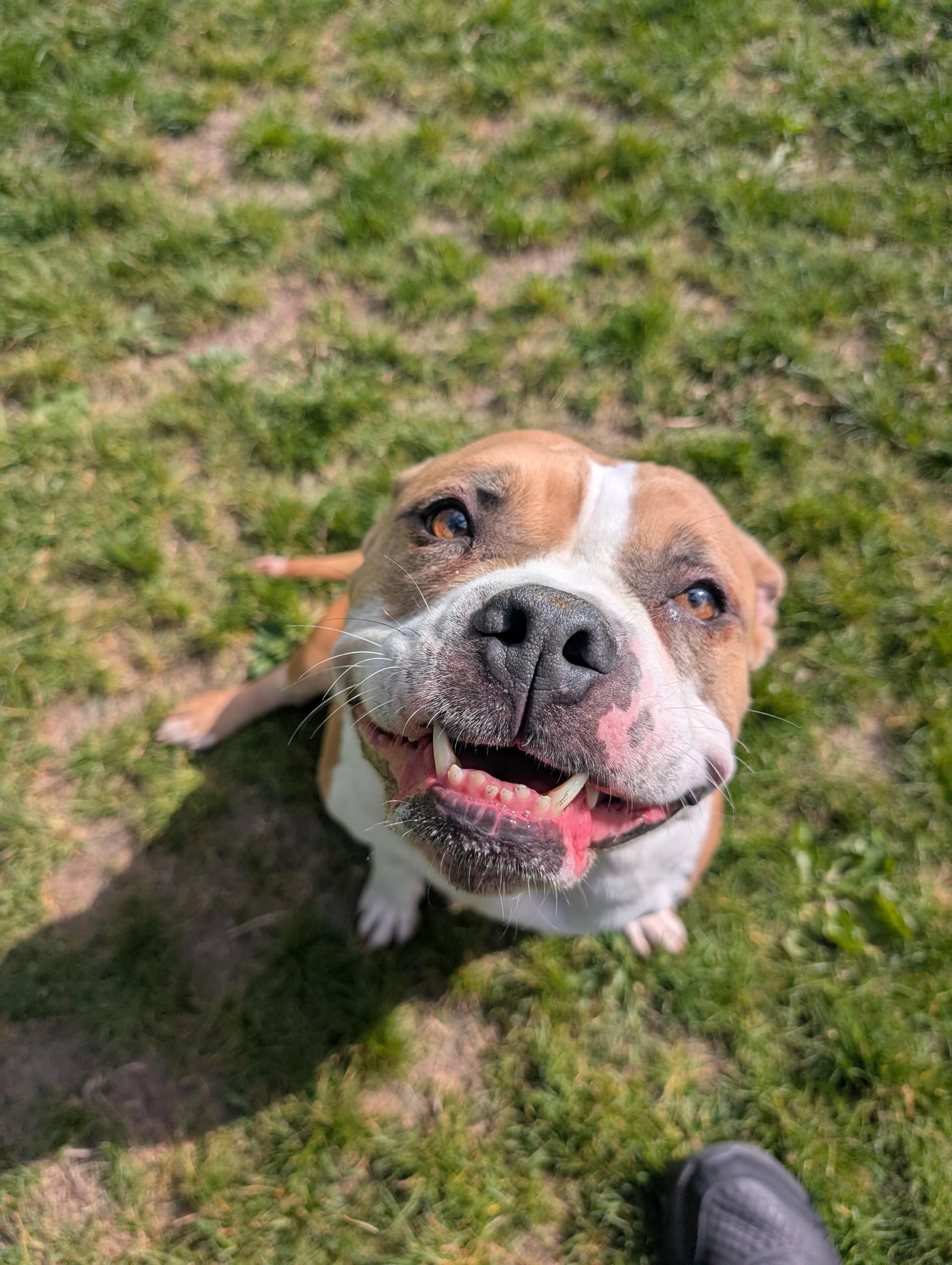 Bonnie, adoptable, Adult Female English Bulldog & Pit Bull Terrier.