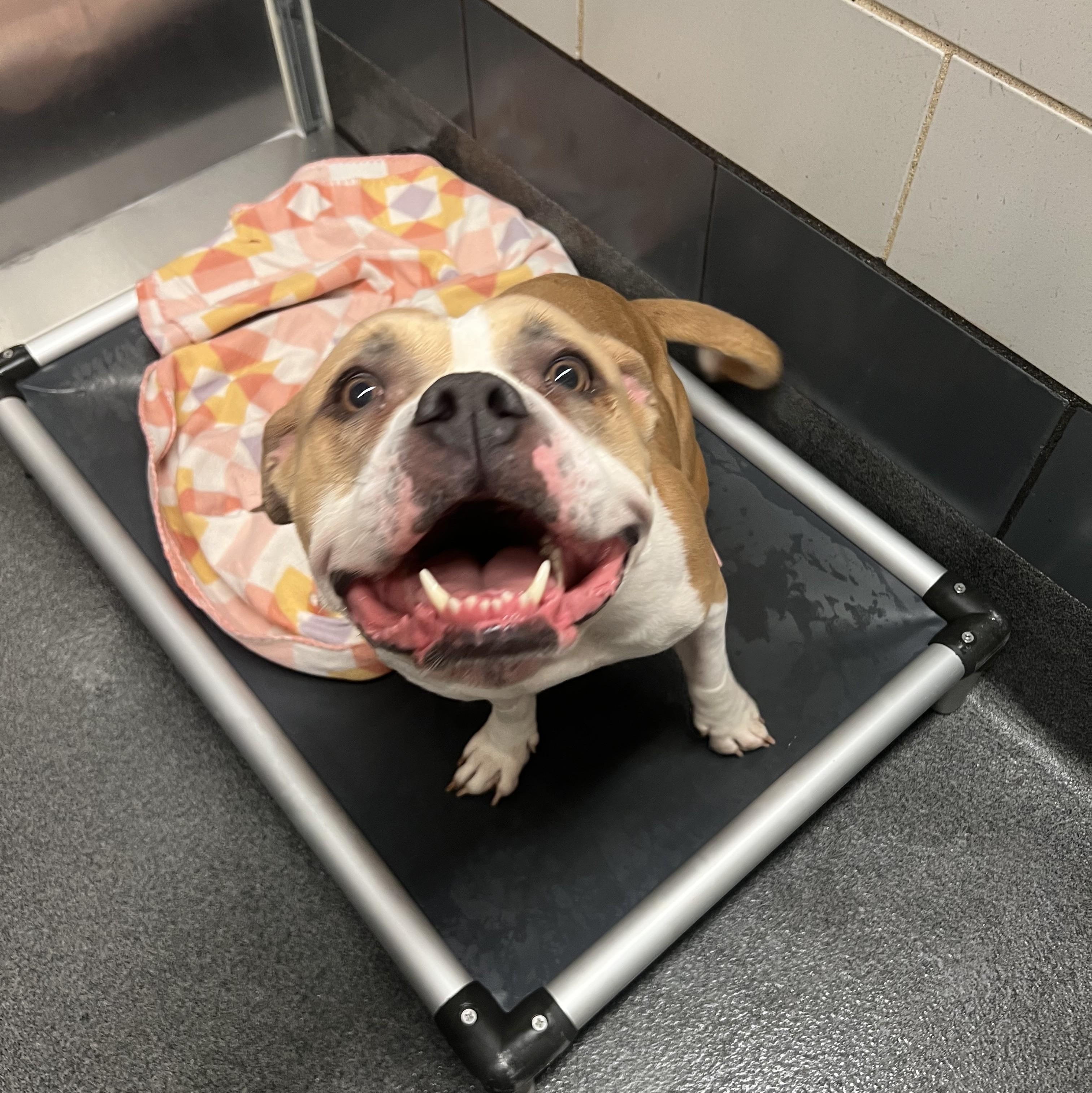 Enlarge Bonnie, an adoptable mixed breed in Cedar Rapids, IA image 5/6