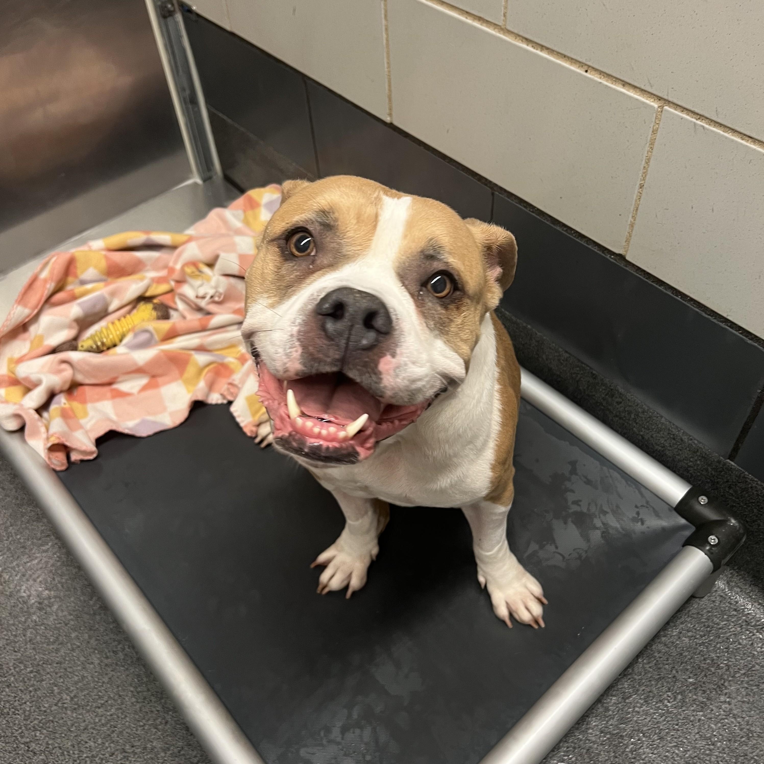 Enlarge Bonnie, an adoptable mixed breed in Cedar Rapids, IA image 3/6