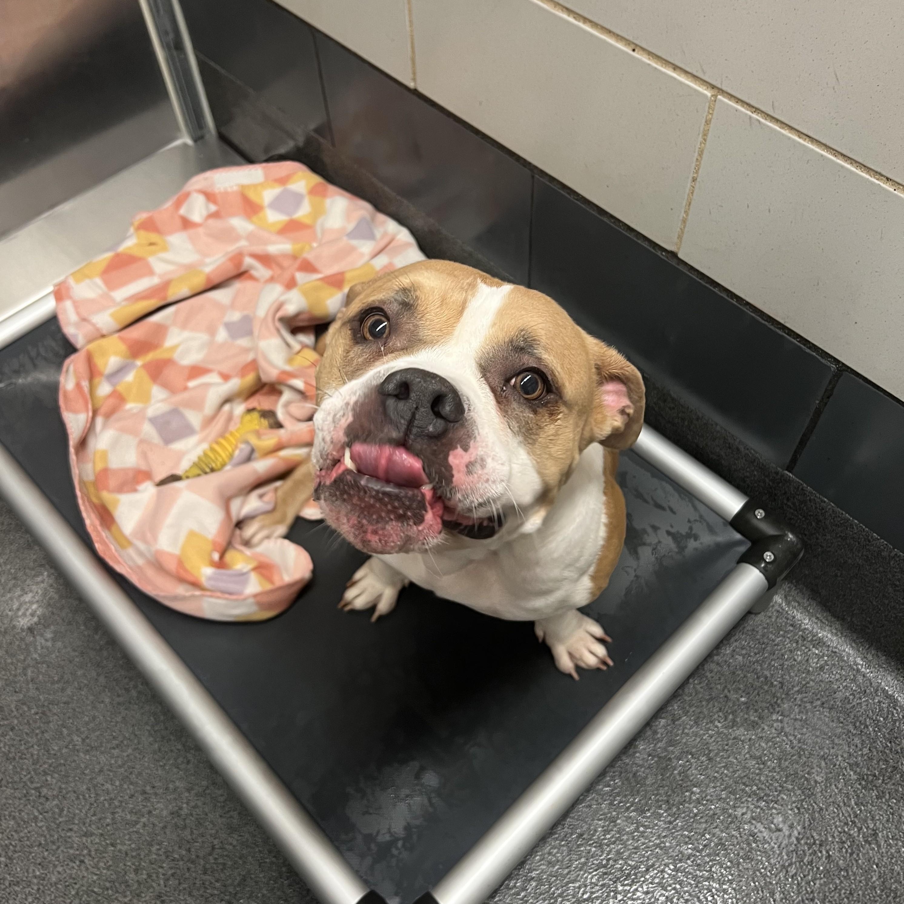 Enlarge Bonnie, an adoptable mixed breed in Cedar Rapids, IA image 6/6