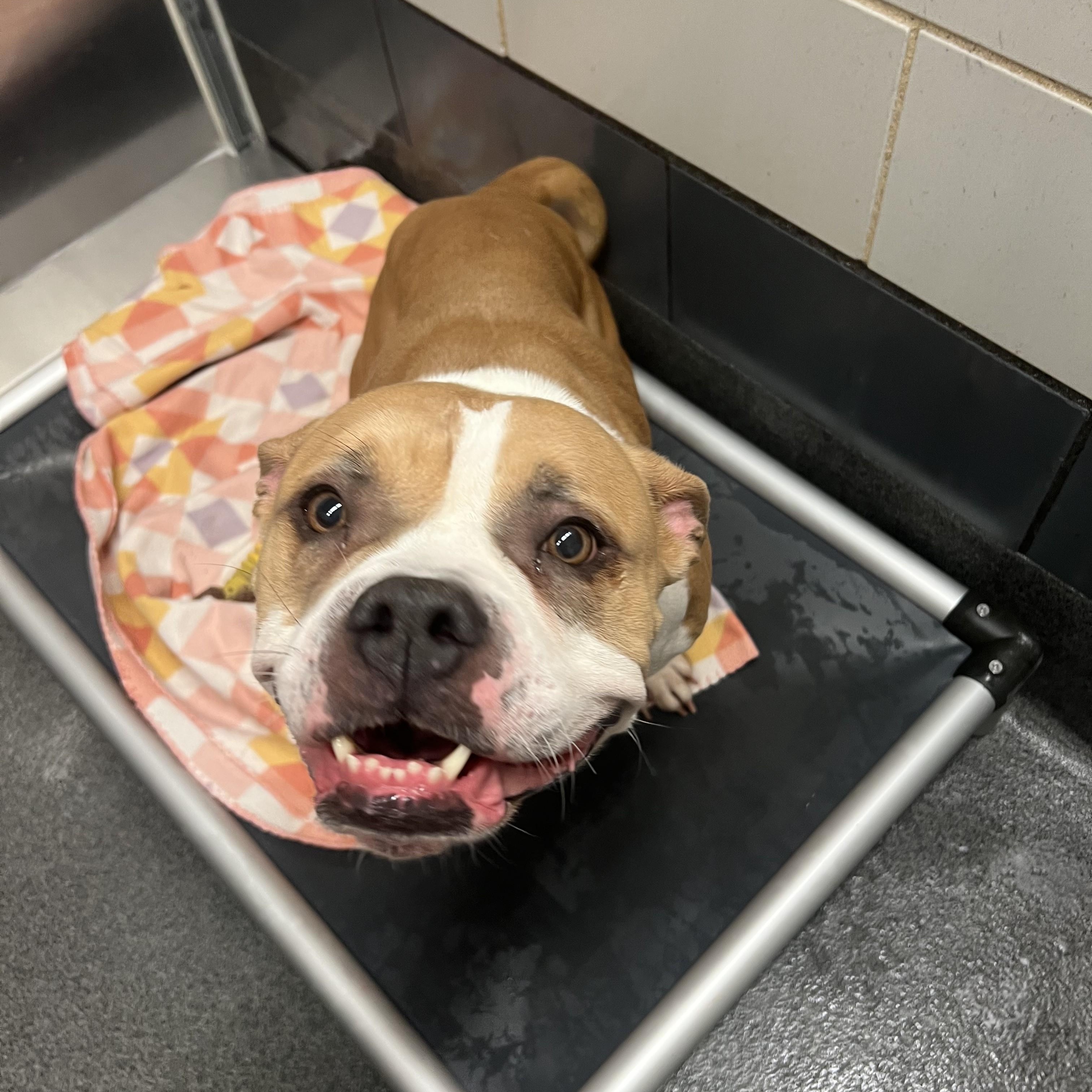 Enlarge Bonnie, an adoptable mixed breed in Cedar Rapids, IA image 4/6