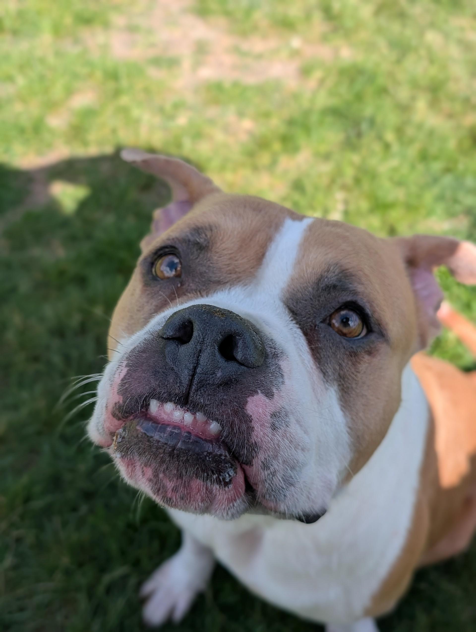 Enlarge Bonnie, an adoptable mixed breed in Cedar Rapids, IA image 2/6