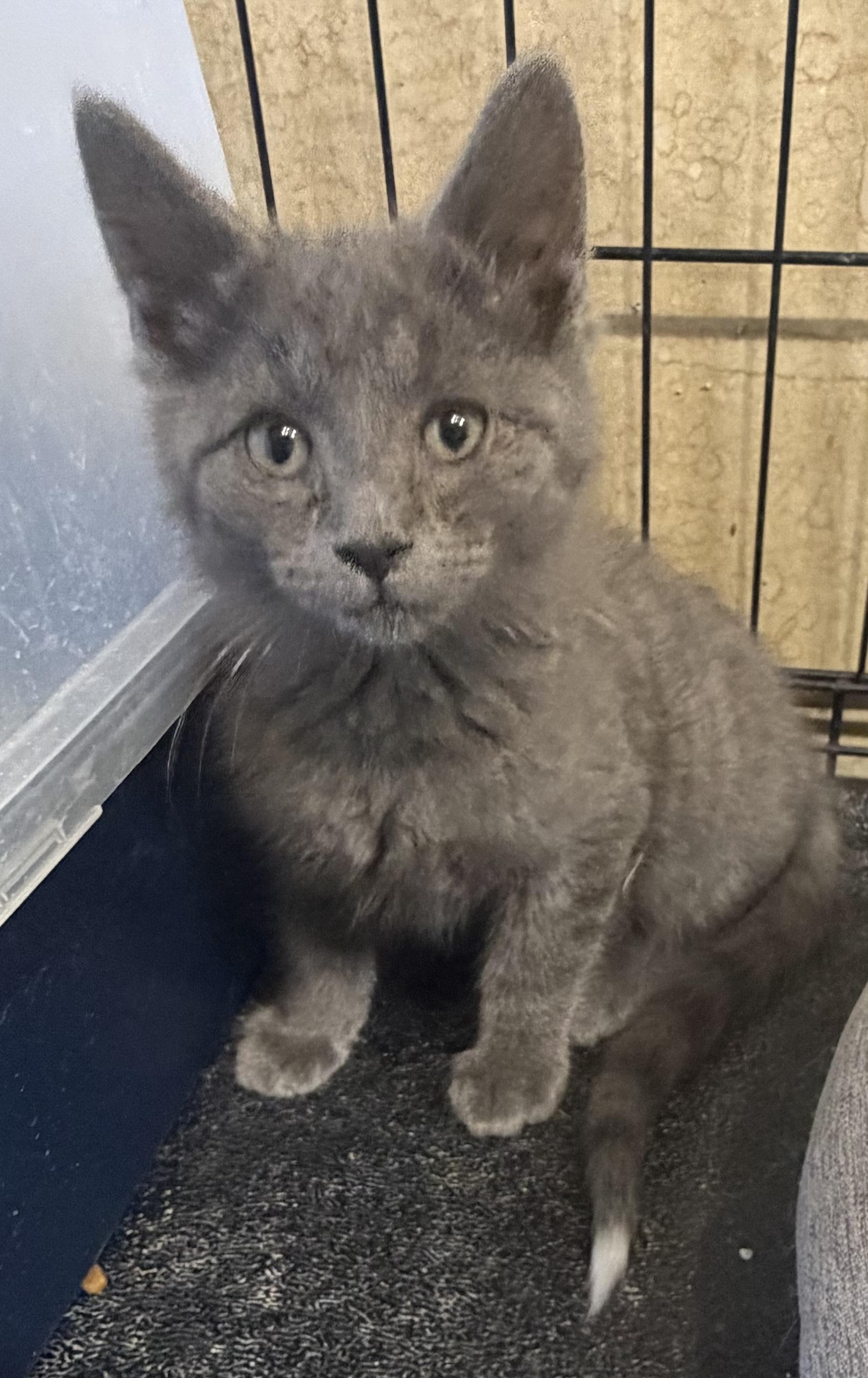 Berlioz, an adopted Domestic Short Hair in Williamsville, NY image 2/2