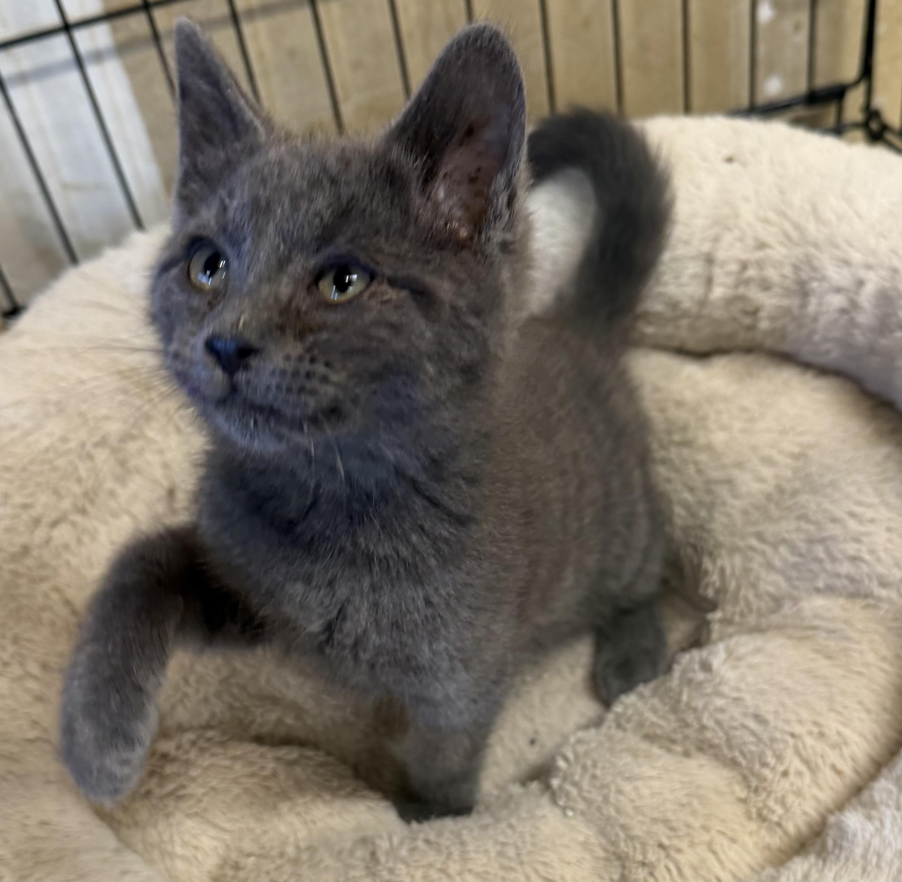 Berlioz, adopted, Kitten Male Domestic Short Hair.