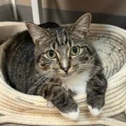 Enlarge Peter, a Adoptable mixed breed in Grand Rapids, MN image 1/2