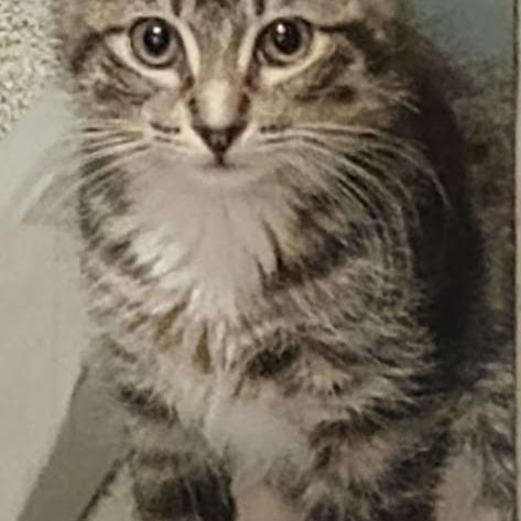 Enlarge Peter, a Adoptable mixed breed in Grand Rapids, MN image 2/2