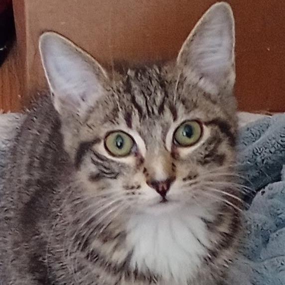 Peter, Adoptable, Young Male Domestic Short Hair & Domestic Short Hair.