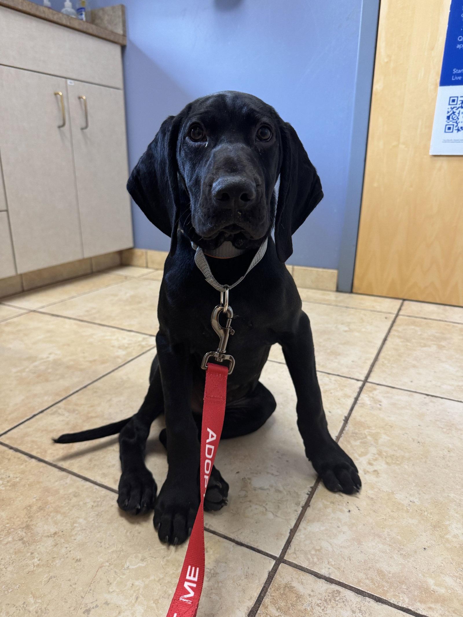 Beau, Adopted, Puppy Male German Shorthaired Pointer.