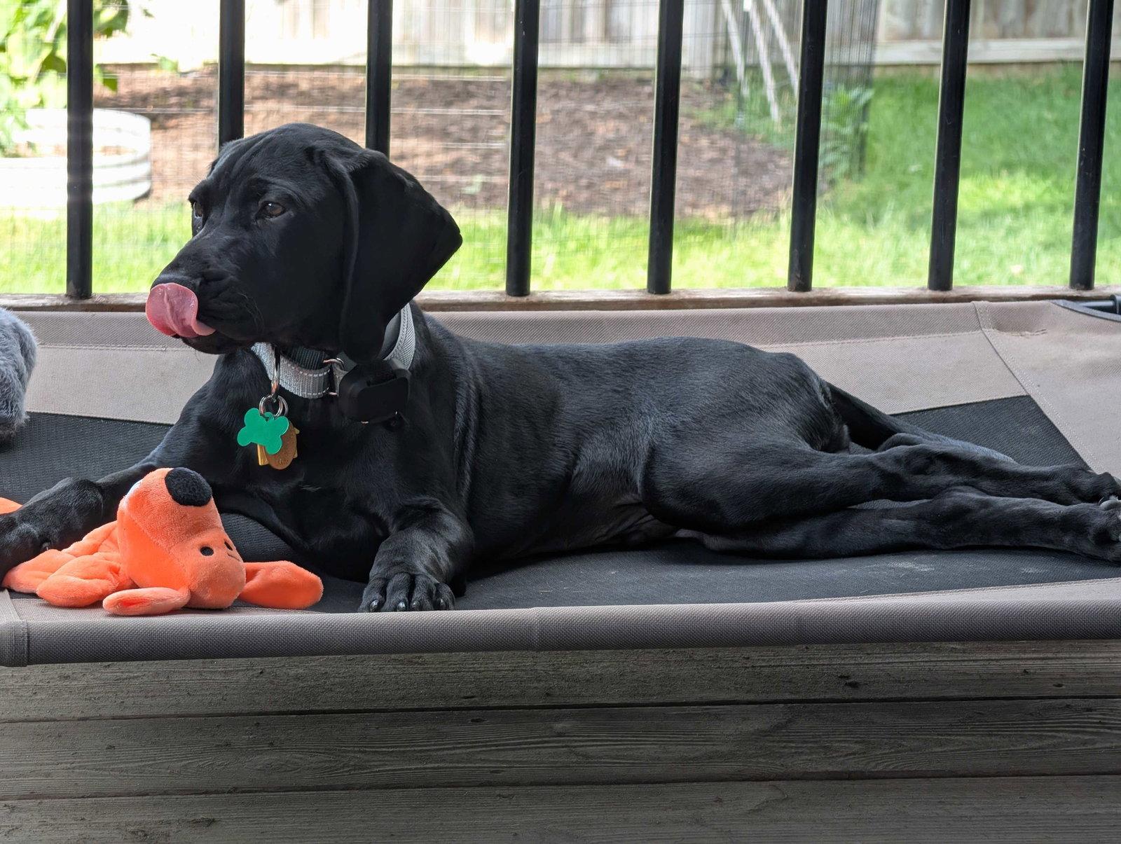 Enlarge Beau, a Adopted German Shorthaired Pointer in Omaha, NE image 2/3