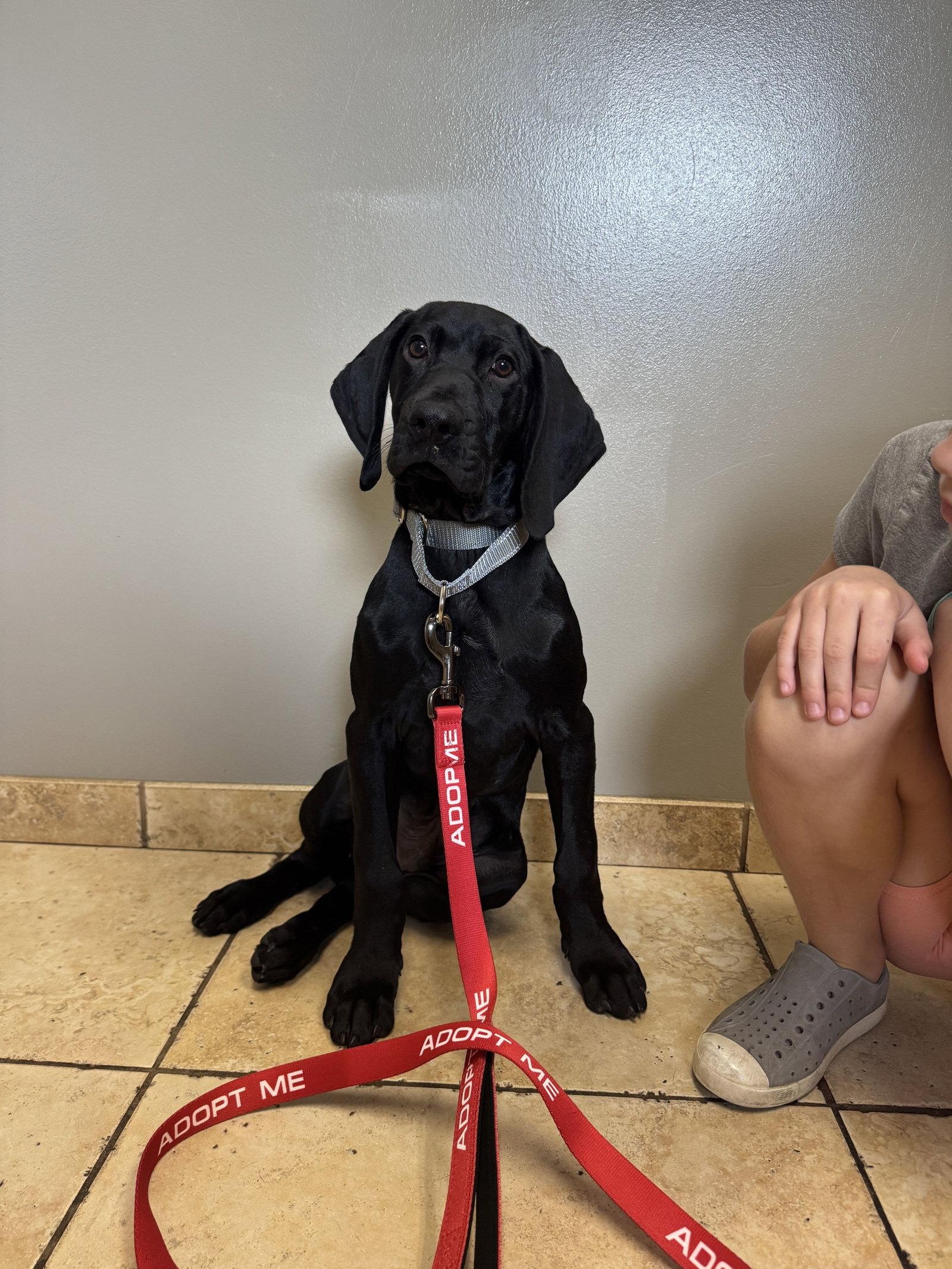 Enlarge Beau, a Adopted German Shorthaired Pointer in Omaha, NE image 3/3