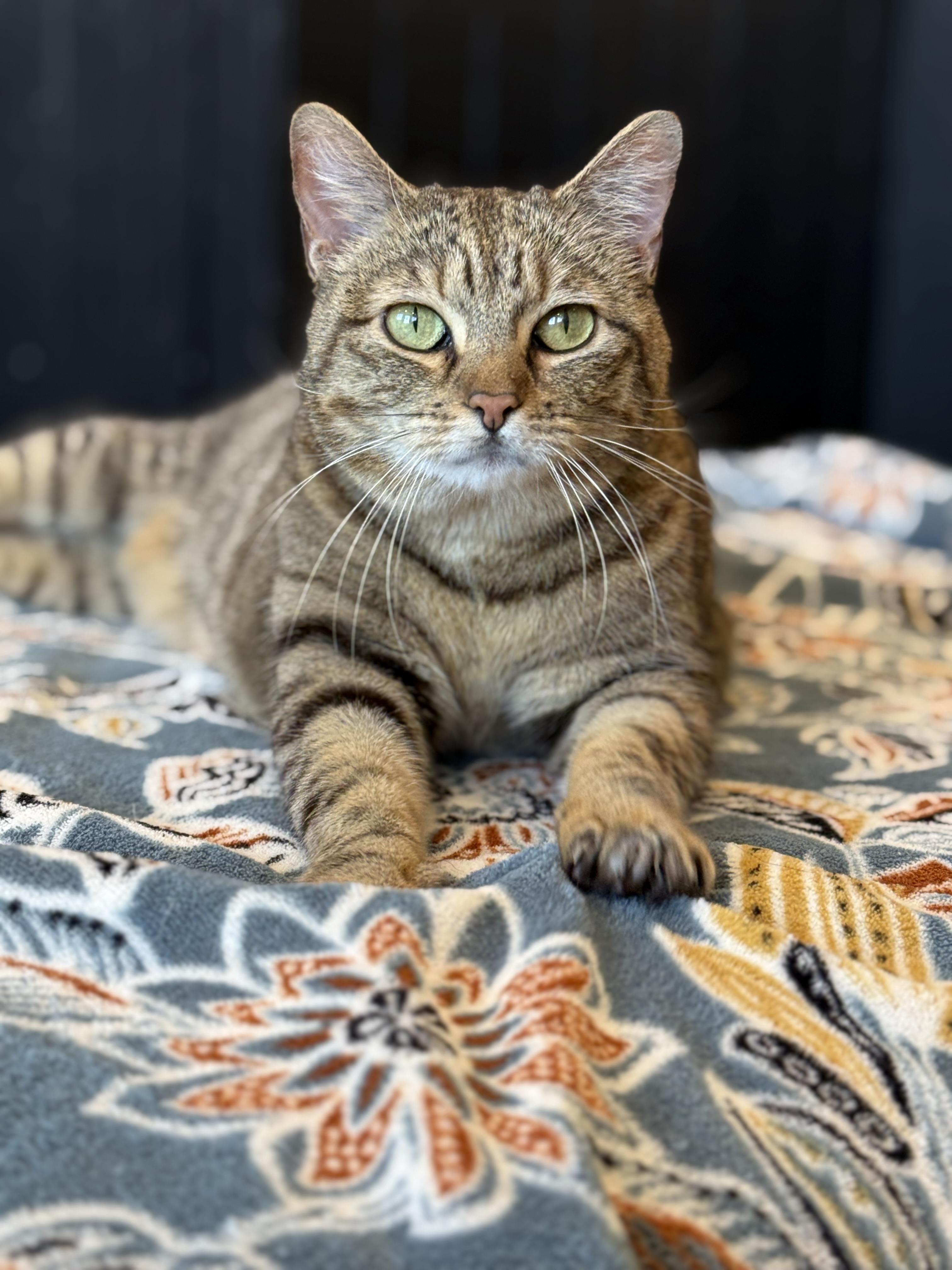 Enlarge Bat Girl, a ADOPTABLE mixed breed in Phoenix, AZ image 1/3