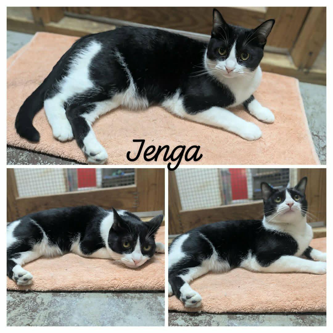 Jenga, a ADOPTABLE mixed breed in Ozark, AL image 4/5