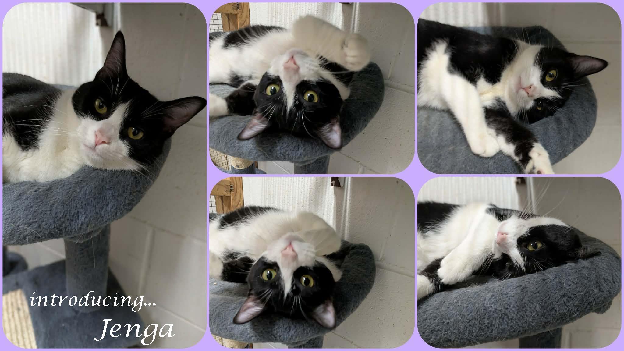 Jenga, a ADOPTABLE mixed breed in Ozark, AL image 2/5