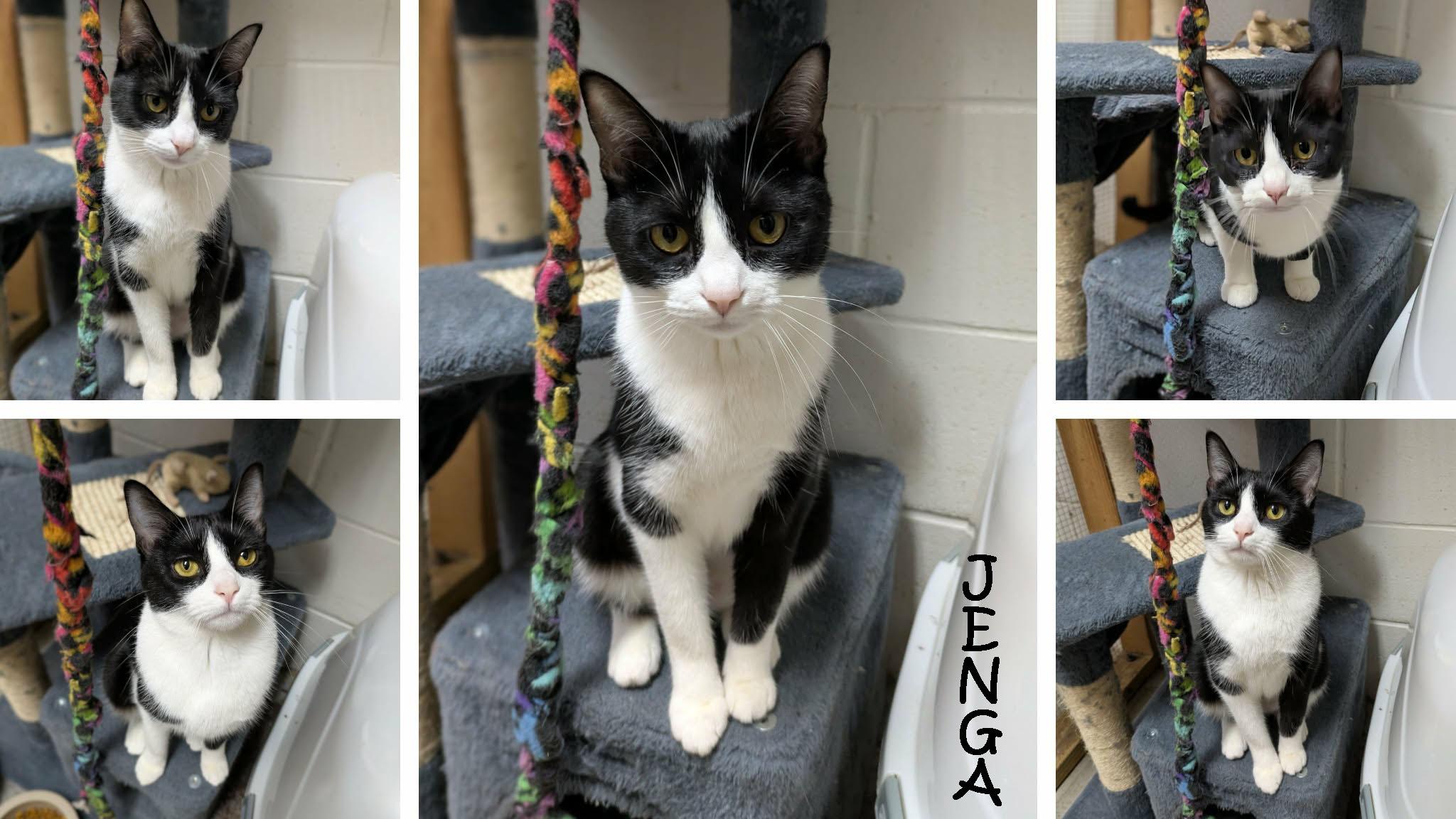 Jenga, a ADOPTABLE mixed breed in Ozark, AL image 3/5