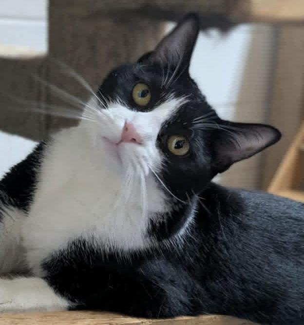 Jenga, ADOPTABLE, Young Female Domestic Short Hair.