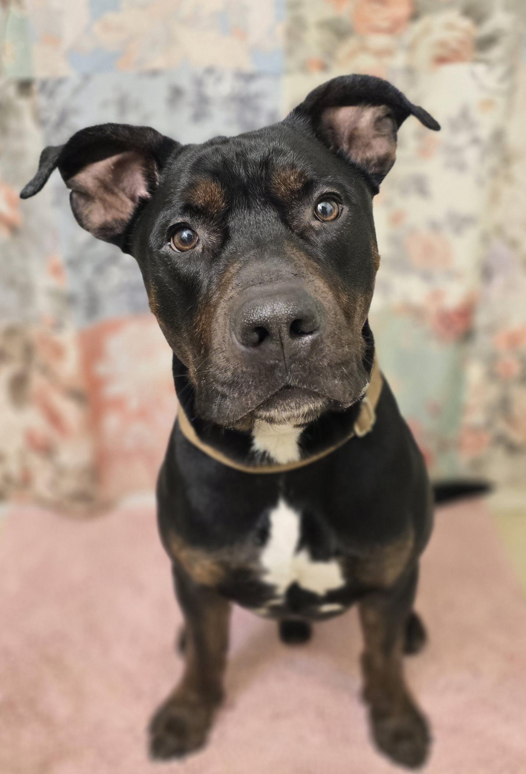 ASH, a ADOPTABLE American Staffordshire Terrier in Keyser, WV image 4/5