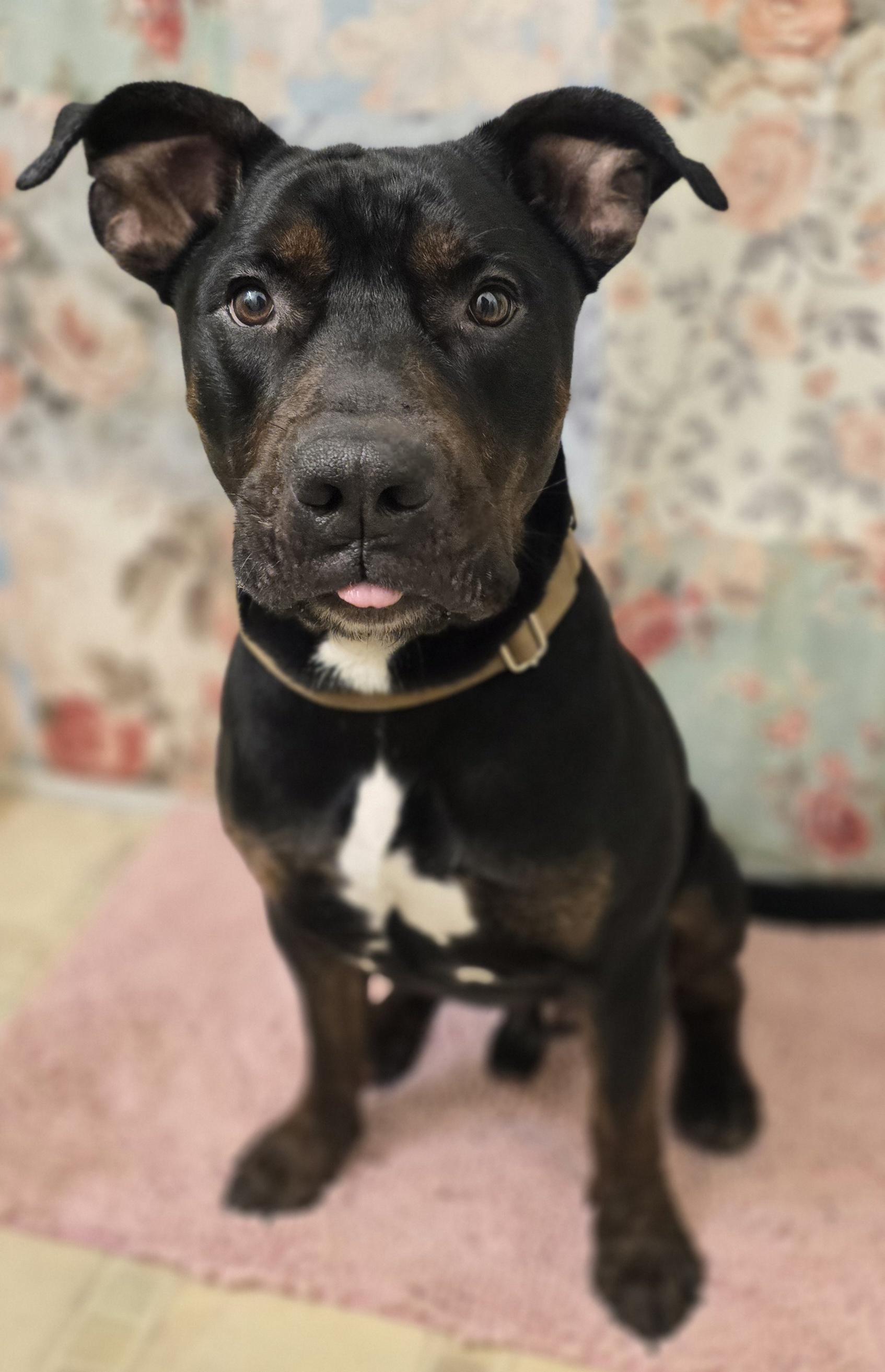 ASH, a ADOPTABLE American Staffordshire Terrier in Keyser, WV image 5/5