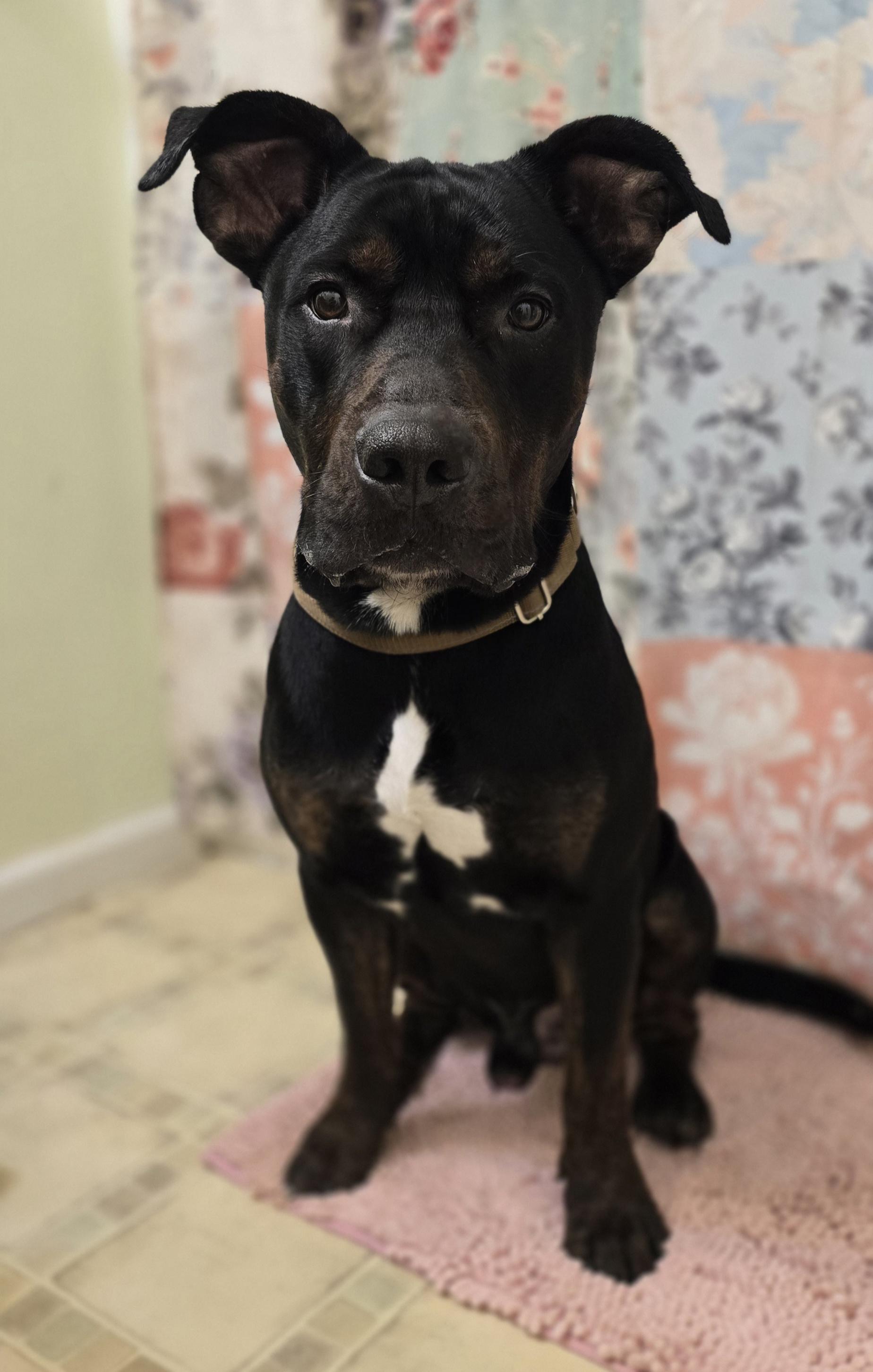 ASH, a ADOPTABLE American Staffordshire Terrier in Keyser, WV image 2/5