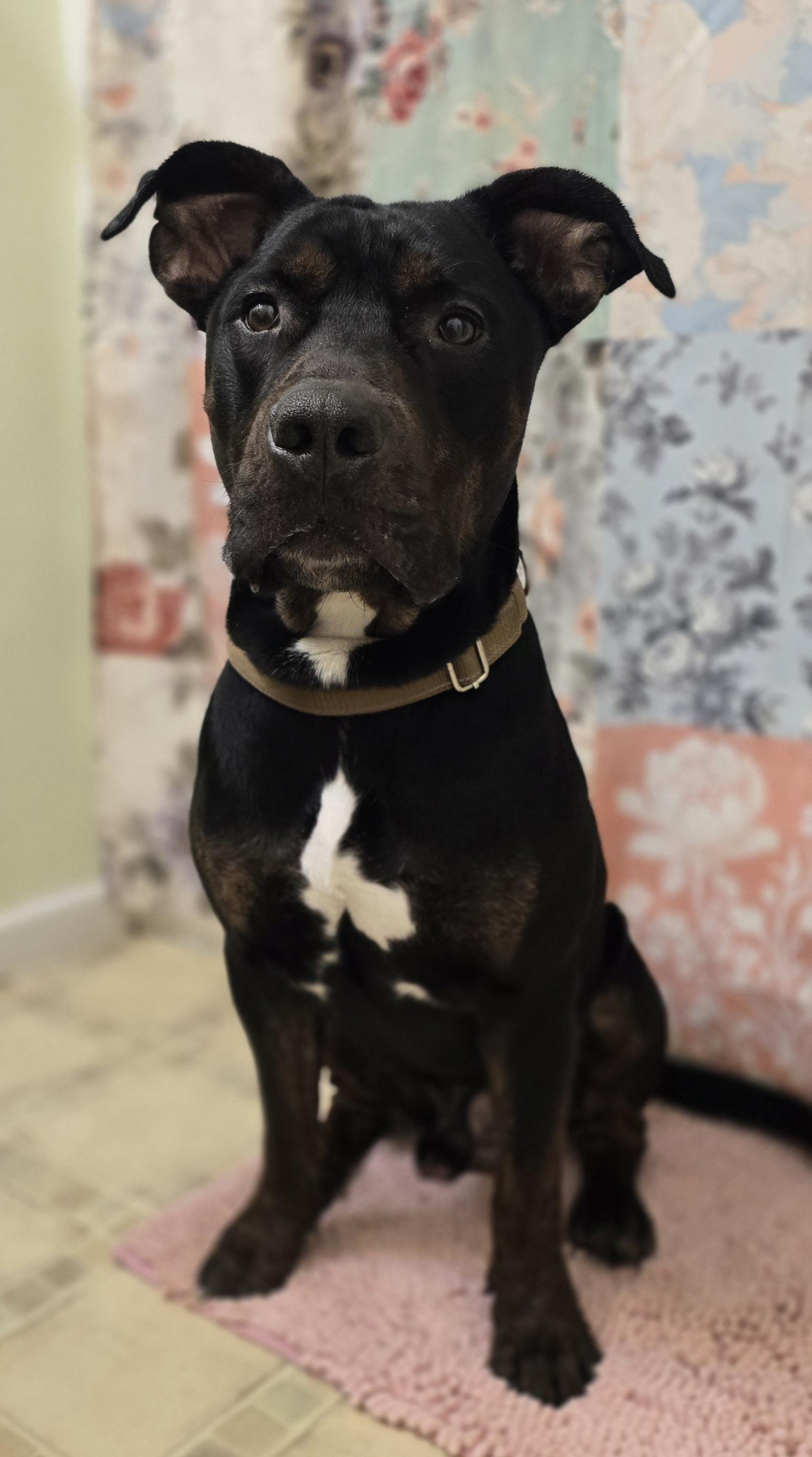 ASH, ADOPTABLE, Adult Male American Staffordshire Terrier.