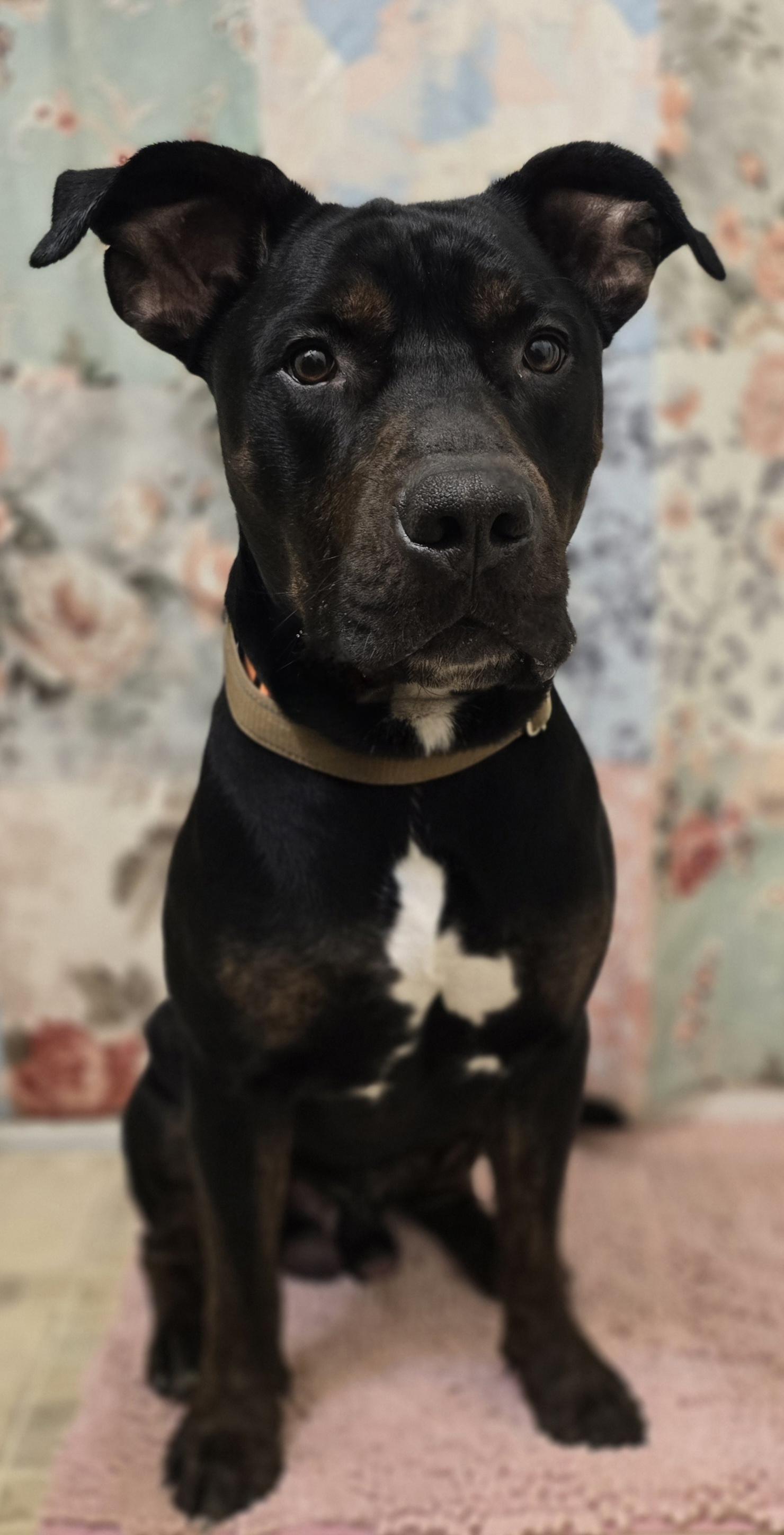 ASH, a ADOPTABLE American Staffordshire Terrier in Keyser, WV image 3/5