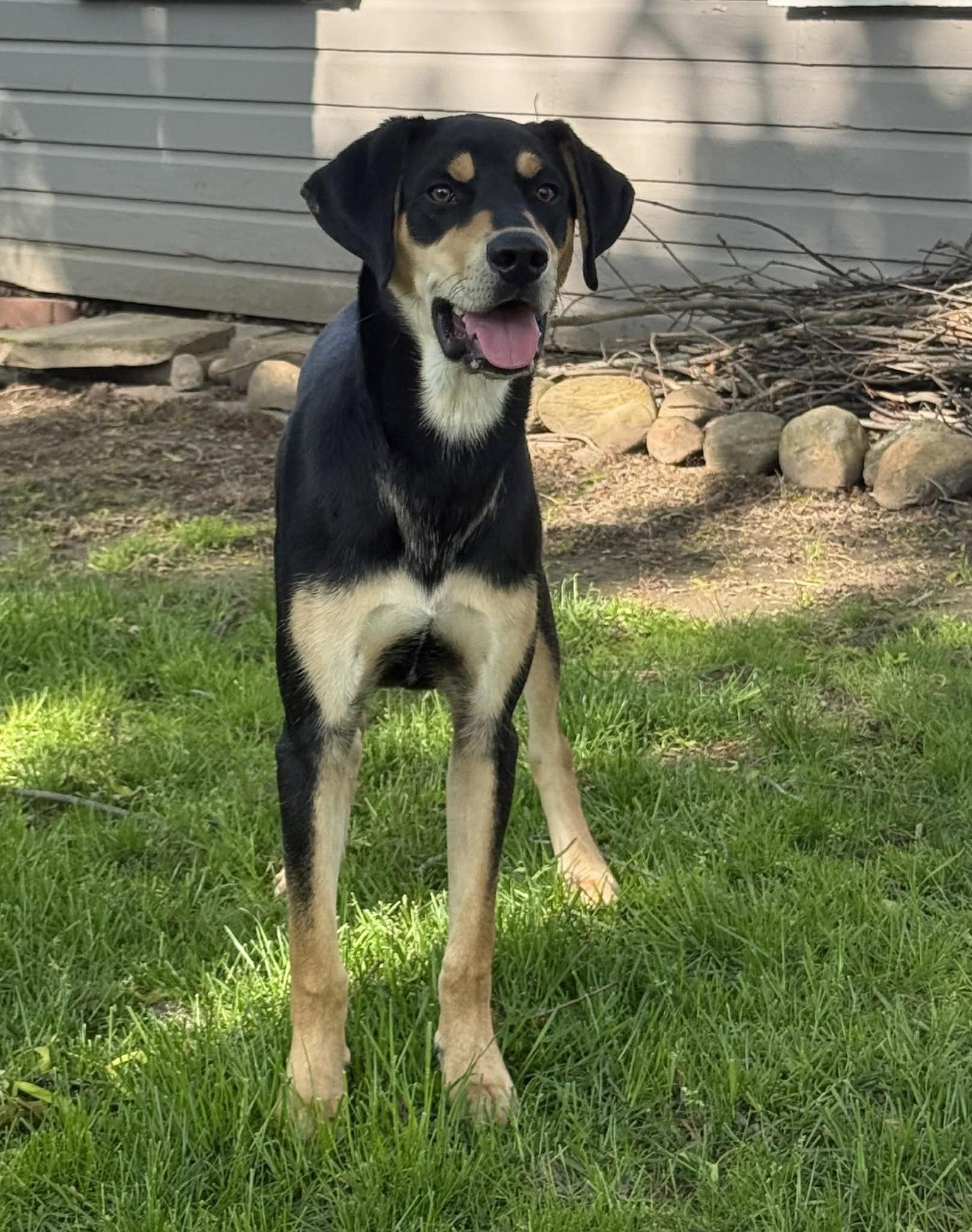 Enlarge Stark, a Adoptable Hound in Springville, NY image 2/3