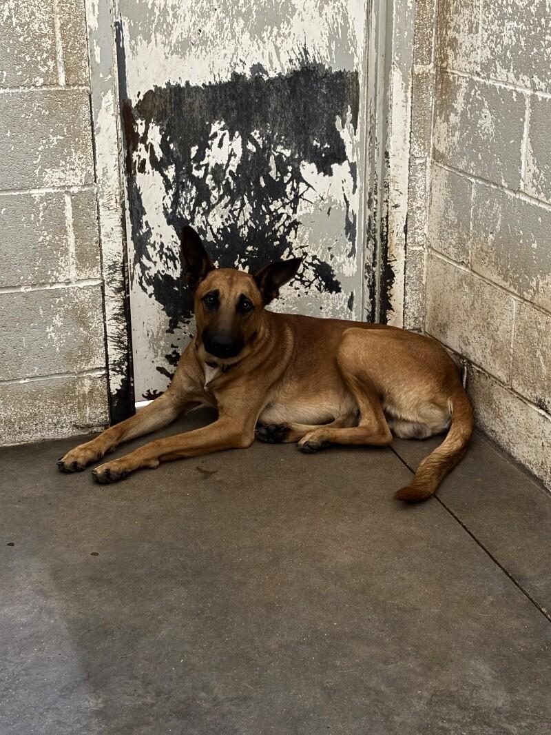 Danodo, a Adoptable Belgian Shepherd / Malinois in Jackson, TN image 1/2