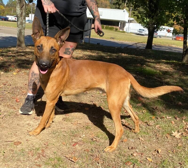 Enlarge Danodo, a Adoptable Belgian Shepherd / Malinois in Jackson, TN image 1/3