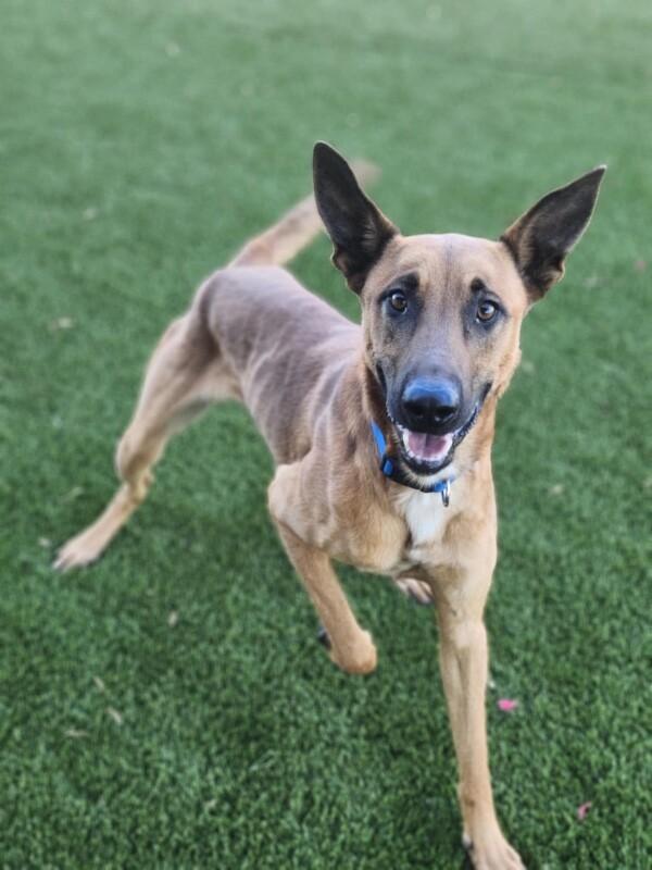 Enlarge Danodo, a Adoptable Belgian Shepherd / Malinois in Jackson, TN image 2/3