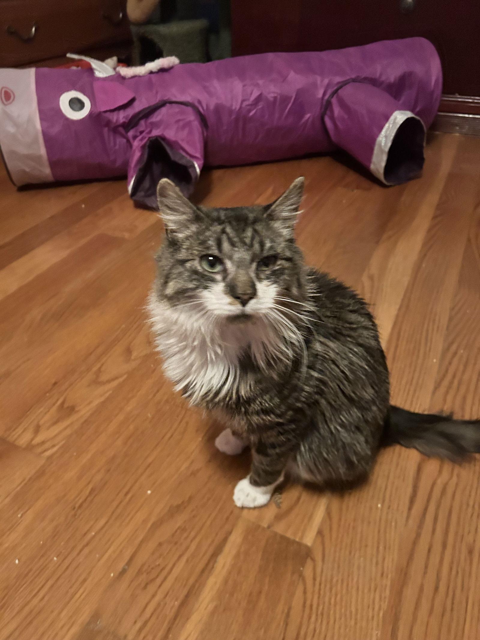 Martini, a Adopted Maine Coon in Absecon, NJ image 1/3