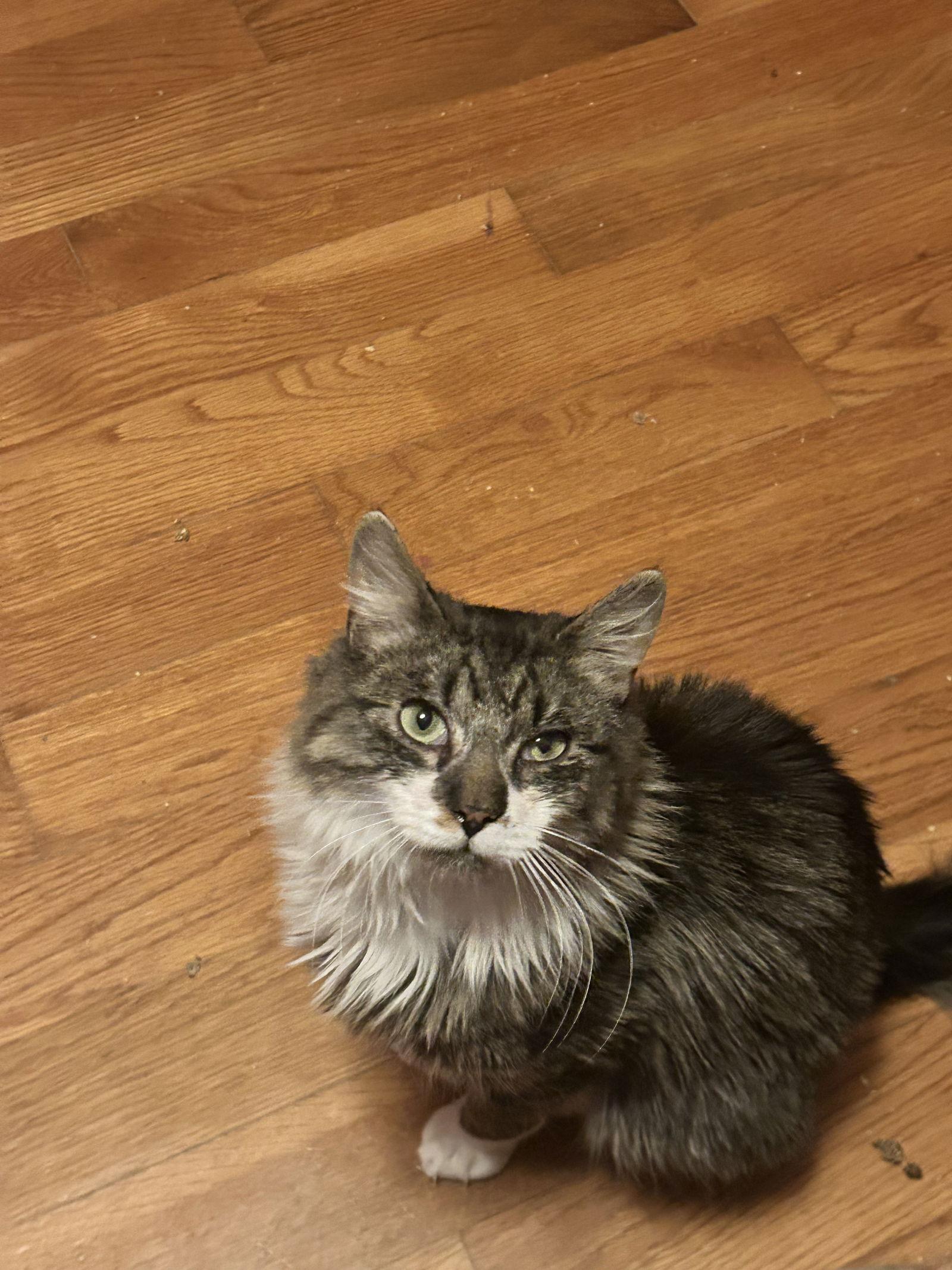 Martini, a Adopted Maine Coon in Absecon, NJ image 2/3