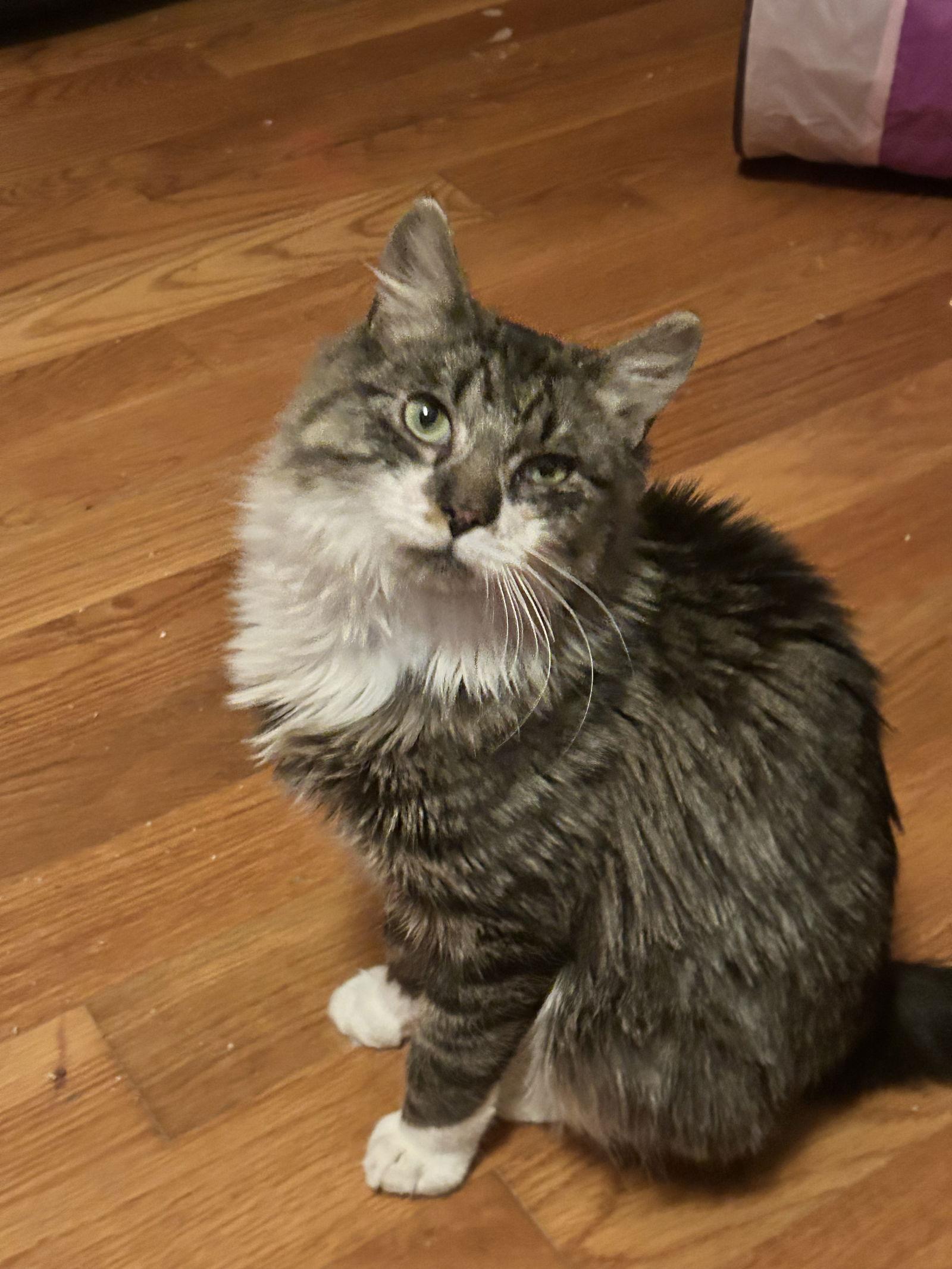 Martini, a Adopted Maine Coon in Absecon, NJ image 3/3