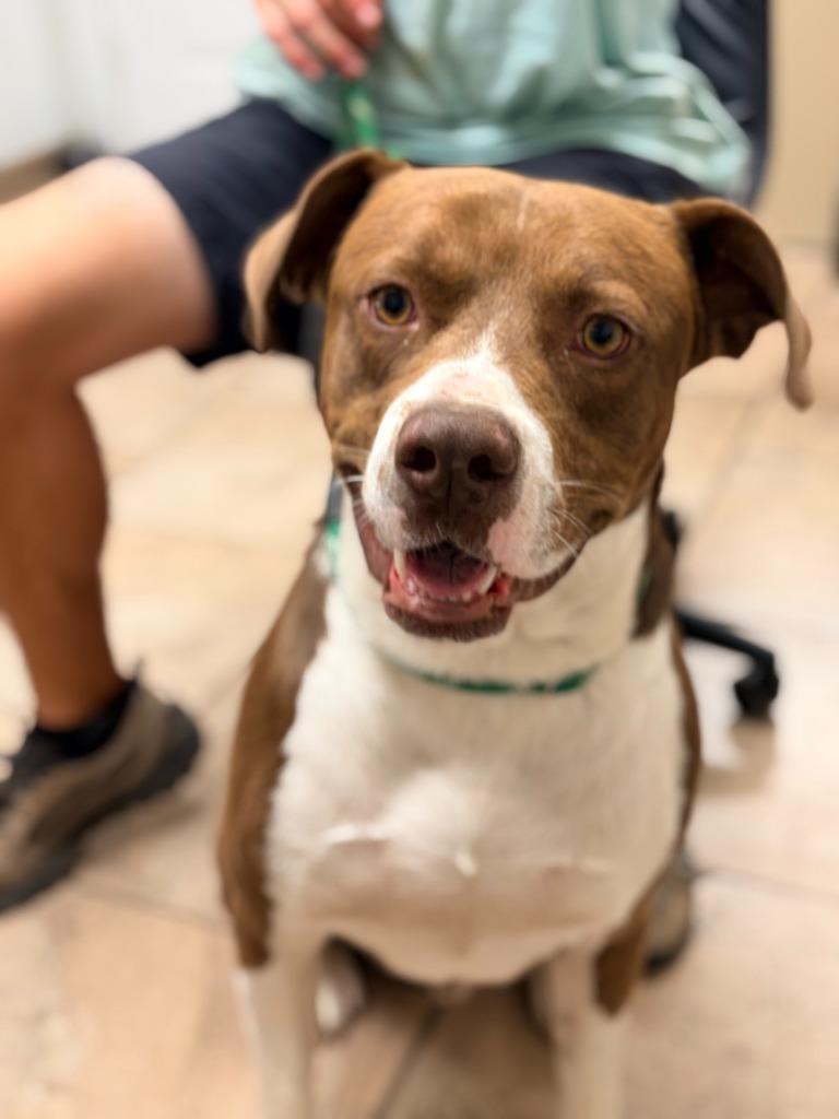 Gator, Adoptable, Young Male Pit Bull Terrier.