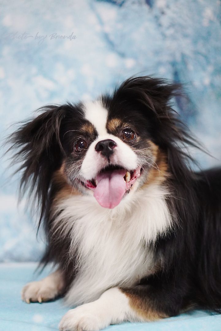 Oreo, a Adopted mixed breed in Van Nuys, CA image 1/3
