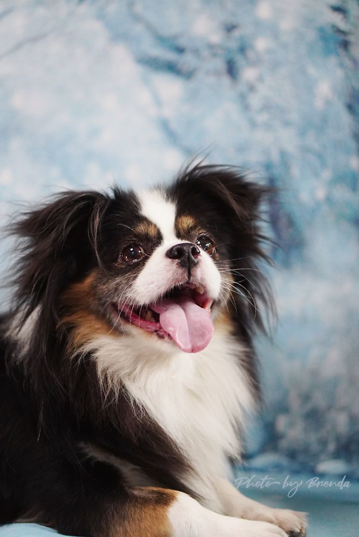 Oreo, a Adopted mixed breed in Van Nuys, CA image 2/3