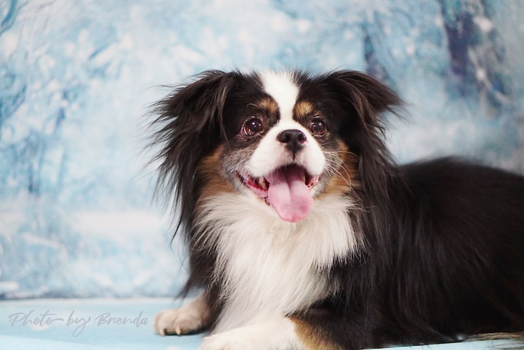 Oreo, a Adopted mixed breed in Van Nuys, CA image 3/3