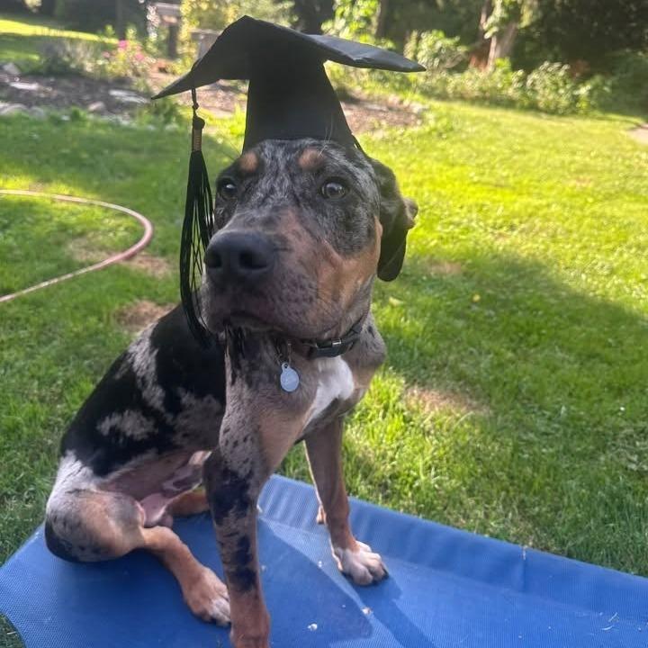 Auggie - Courtesy Listing, Adoptable, Young Male Bluetick Coonhound & Catahoula Leopard Dog.