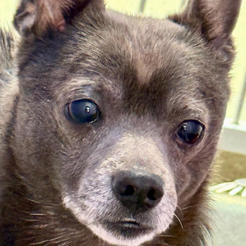 Enlarge Edward, a Adoptable Chihuahua in New Fairfield, CT image 1/6