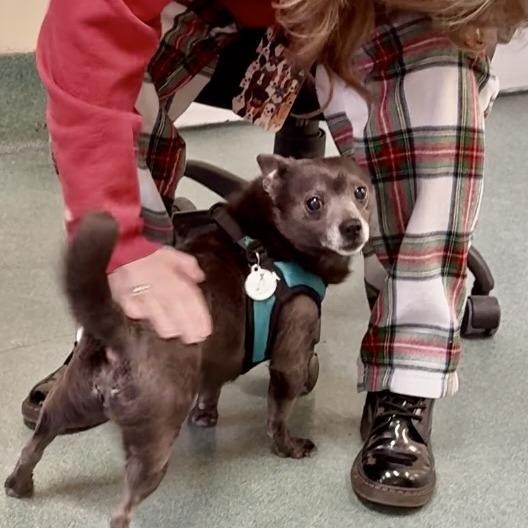 Enlarge Edward, a Adoptable Chihuahua in New Fairfield, CT image 2/6