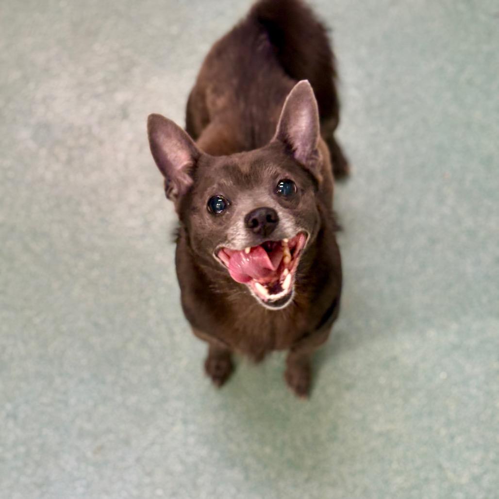 Enlarge Edward, a Adoptable Chihuahua in New Fairfield, CT image 3/6