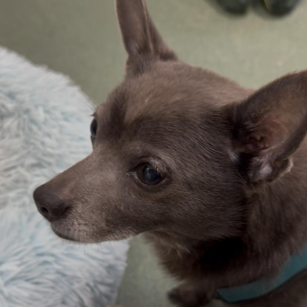 Enlarge Edward, a Adoptable Chihuahua in New Fairfield, CT image 4/6